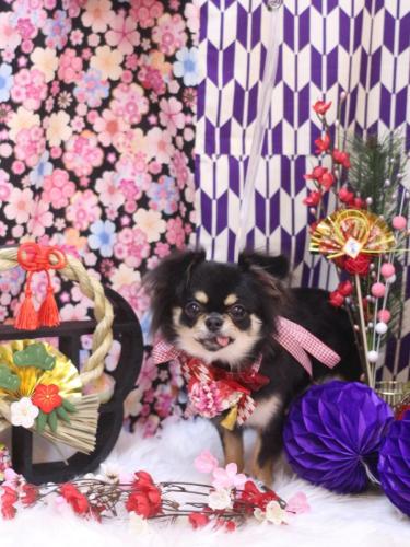 20240108ちょびちゃん